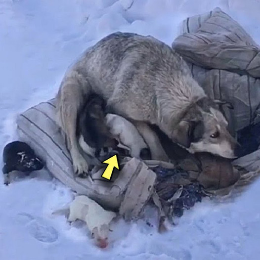 Brave Mother Dog Seeks Warmth and Aid After Birthing 10 Puppies in the Icy Snow of Northern America.