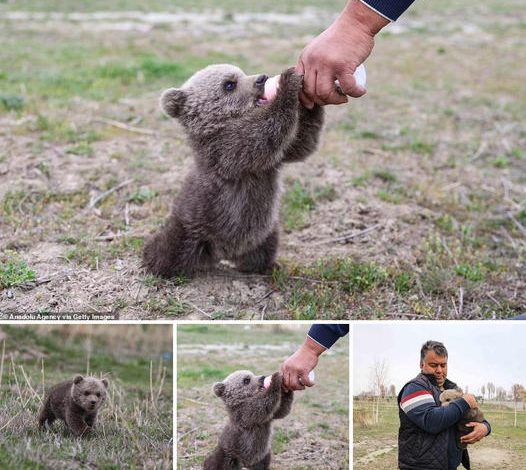 A cute orphaned boy sips milk from a bottle after being discovered alone in the wild, separated from his mother.