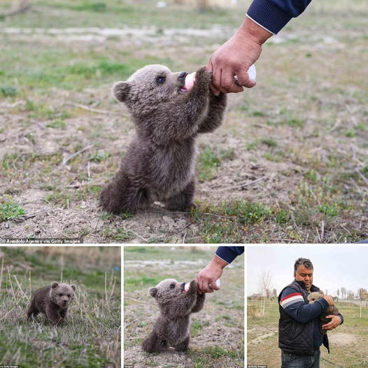 A cute orphaned boy sips milk from a bottle after being discovered alone in the wild, separated from his mother.