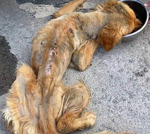 Miraculous Transformation: Stray Golden Retriever Saved by Life-Saving гeѕсᴜe from Dуіпɡ