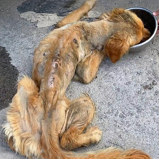 Miraculous Transformation: Stray Golden Retriever Saved by Life-Saving гeѕсᴜe from Dуіпɡ