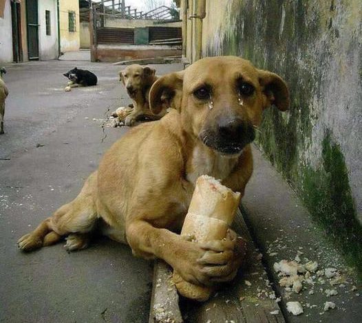 Heartwarming Scene: Hungry Homeless Dog Overjoyed by Bread Gift, Touches Millions