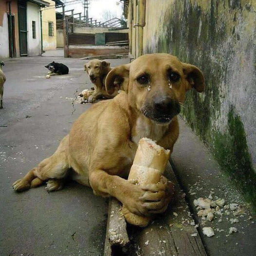 Heartwarming Scene: Hungry Homeless Dog Overjoyed by Bread Gift, Touches Millions