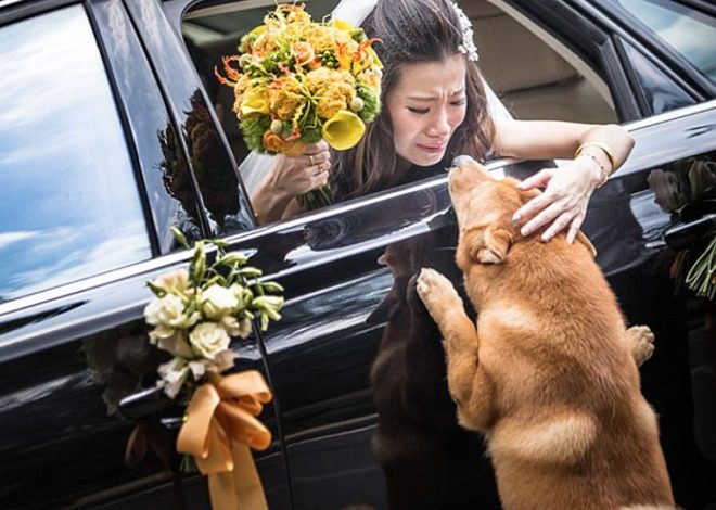 Heartfelt goodbye: A Dog’s Emotional Journey to Reunite with Owner Before Her Wedding