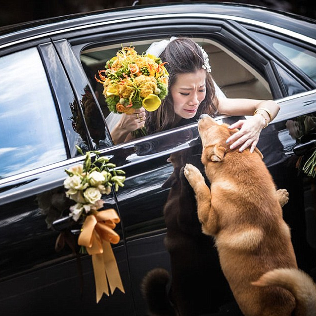 Heartfelt goodbye: A Dog’s Emotional Journey to Reunite with Owner Before Her Wedding