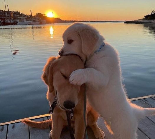 Reunion of Love: Owner Overwhelmed by a Mother Dog’s Tender Embrace