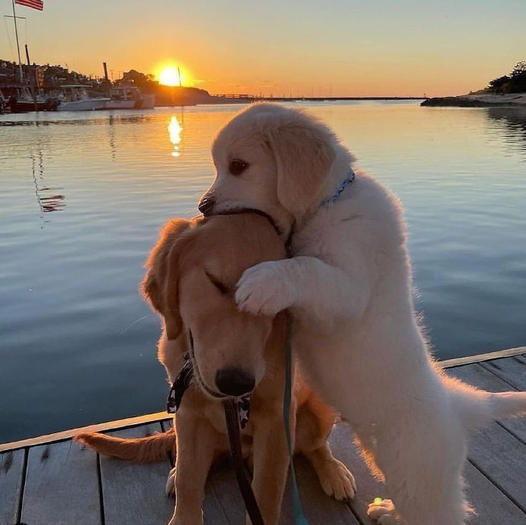 The Shelter-Adopted Dog Forms an Unlikely Bond: A Touching Story That Warms Hearts-DLam