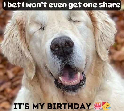 Honoring Rex’s Birthday: The Golden Retriever with a Heart of Gold