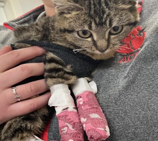 This Kitty Suffered Severe Burns, But Her New Owner’s Love Brought Her Back to Health