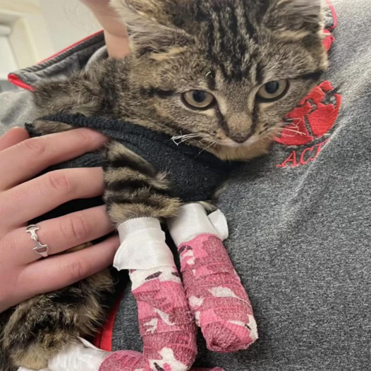 This Kitty Suffered Severe Burns, But Her New Owner’s Love Brought Her Back to Health