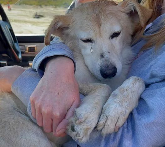 The sightless dog left at the dump could not help but shed tears of joy when a kind woman saved him, wrapping him with the affection and warmth he had long lacked