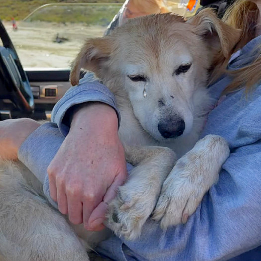 The sightless dog left at the dump could not help but shed tears of joy when a kind woman saved him, wrapping him with the affection and warmth he had long lacked