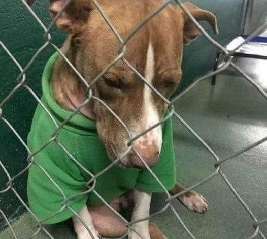 Heartbreaking: Grieving Dog Clings to Beloved Memories, Sobbing in Shelter While Wearing Christmas Sweater Gifted by Owner.