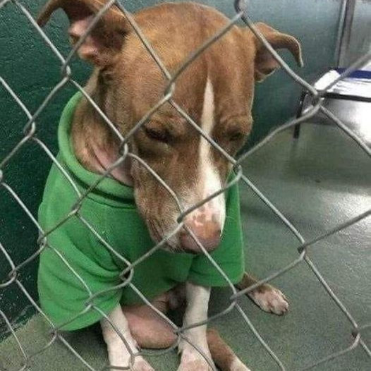 Heartbreaking: Grieving Dog Clings to Beloved Memories, Sobbing in Shelter While Wearing Christmas Sweater Gifted by Owner.