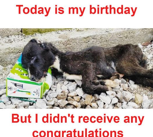 Today is my birthday, yet I haven’t received any congratulations