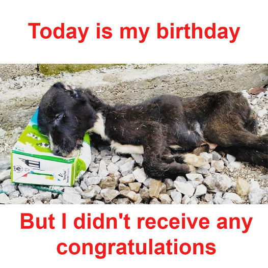 Today is my birthday, yet I haven’t received any congratulations