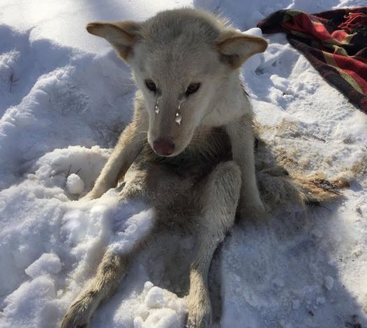 The heartrending cries of a dog trapped in the snow for days, tormented by parasites, moved millions of hearts worldwide.