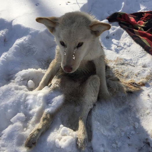 The heartrending cries of a dog trapped in the snow for days, tormented by parasites, moved millions of hearts worldwide.