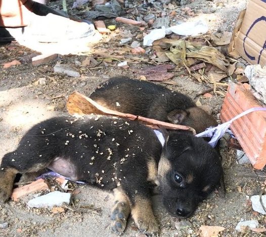 A moving story of saving two innocent puppies from cruel sellers, highlighting the need for compassion and safeguarding vulnerable animals. -DLam