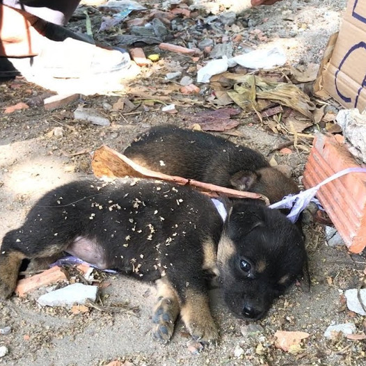 A moving story of saving two innocent puppies from cruel sellers, highlighting the need for compassion and safeguarding vulnerable animals. -DLam