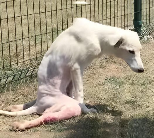 From Abandoned to Empowered: A Dog Reclaims Its First Steps After Being Left Behind