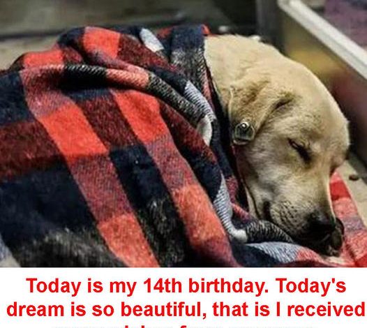 Today is my 14th birthday. Today’s dream is so wonderful because I received many wishes from everyone