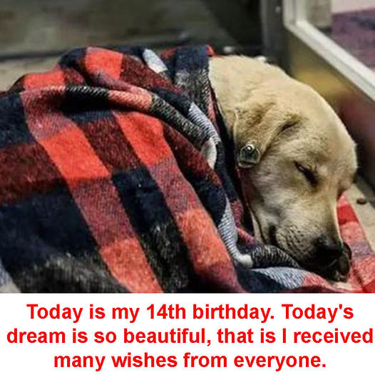 Today is my 14th birthday. Today’s dream is so wonderful because I received many wishes from everyone