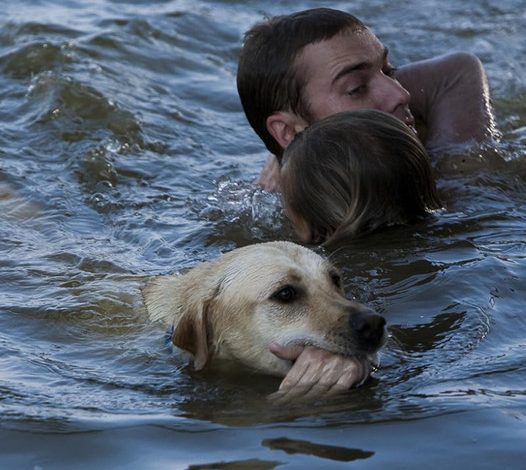 The brave dog leaped into the raging river without delay, saving its owner and becoming a local hero praised by all.