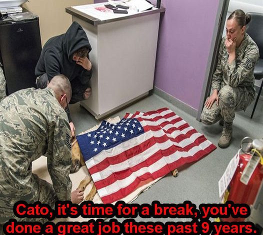 Cato, the dog who served 9 years in the military, died in the line of duty