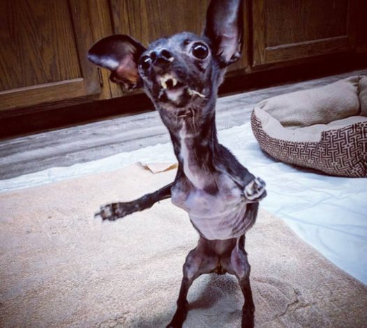 A Heartfelt Rescue: Freddy the Disfigured Puppy Discovers Hope and Love on His Birthday