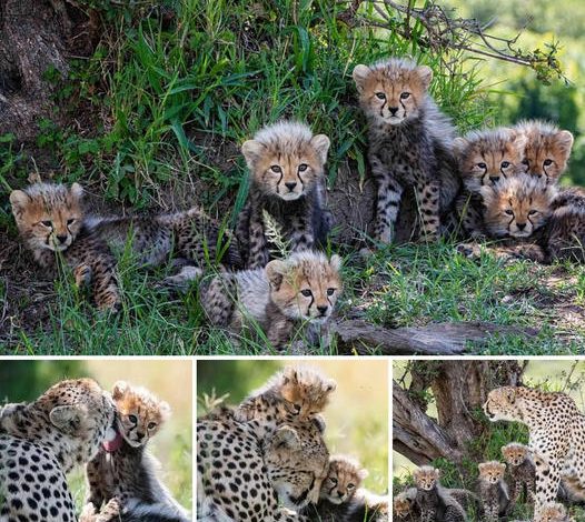 The birth broke a world record! A cheetah delivered a large litter of seven adorable cubs that escaped the clutches of a lioness.