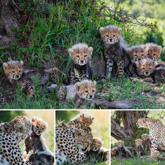 The birth broke a world record! A cheetah delivered a large litter of seven adorable cubs that escaped the clutches of a lioness.