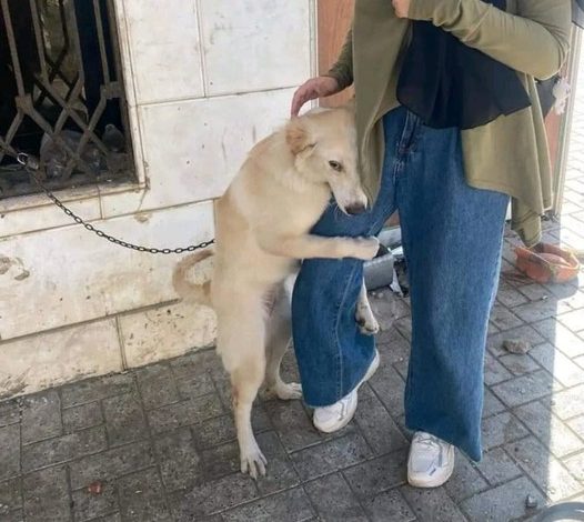 Emotional Journey: Homeless Dog’s Touching Mission to Reconnect With Real Owner Evokes Unstoppable Tears