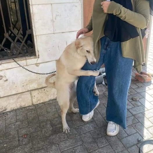 Emotional Journey: Homeless Dog’s Touching Mission to Reconnect With Real Owner Evokes Unstoppable Tears