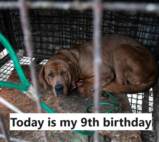 Today is my 9th birthday at the shelter, but no one has come to take me home yet