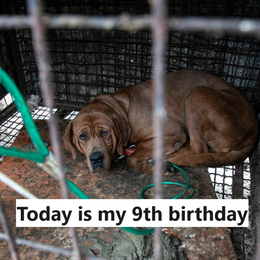 Today is my 9th birthday at the shelter, but no one has come to take me home yet