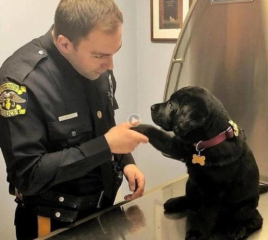 In a heartwarming twist, a stray puppy wandered into the police station, showing an unforeseen wish to stay and actively engage in meaningful tasks for societal improvement, leaving officers moved by his steadfast spirit and surprising sense of duty