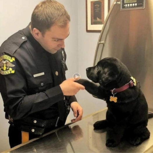 In a heartwarming twist, a stray puppy wandered into the police station, showing an unforeseen wish to stay and actively engage in meaningful tasks for societal improvement, leaving officers moved by his steadfast spirit and surprising sense of duty