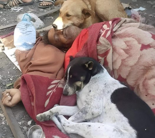 A heartwarming tale unfolds as two loyal dogs remain by a homeless man, protecting him in his final moments-pvth