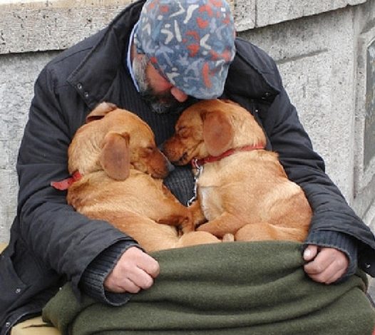 These faithful dogs stay with their homeless owner, giving constant love and devotion-pvth