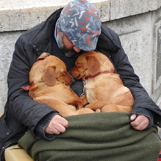 These faithful dogs stay with their homeless owner, giving constant love and devotion-pvth