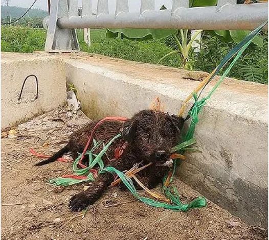 Yearning for Freedom: An Agitated Dog, Chained to the Bridge, Anxiously Awaits a Glimmer of Hope