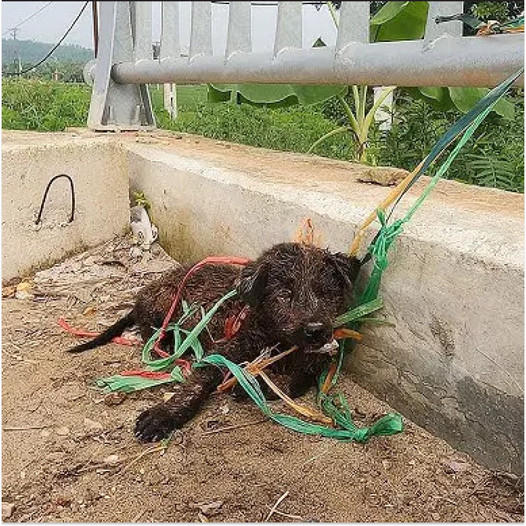 Yearning for Freedom: An Agitated Dog, Chained to the Bridge, Anxiously Awaits a Glimmer of Hope