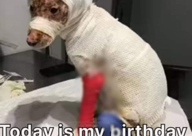 A Birthday Celebration: The Uplifting Tale of a Dog’s Quick Rescue and Remarkable Recovery