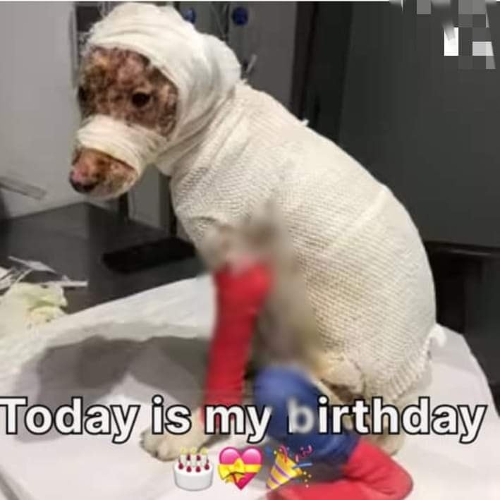 A Birthday Celebration: The Uplifting Tale of a Dog’s Quick Rescue and Remarkable Recovery