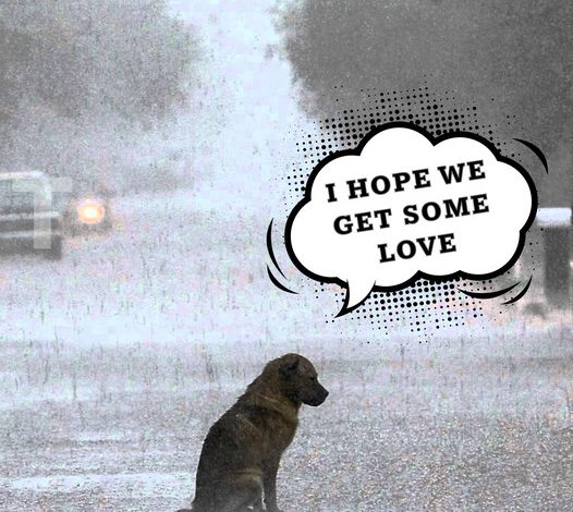 The forsaken dog shivered in the rain until a passing girl performed a surprising act of kindness, earning the admiration of everyone who witnessed