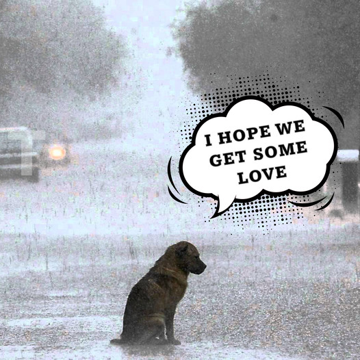 The forsaken dog shivered in the rain until a passing girl performed a surprising act of kindness, earning the admiration of everyone who witnessed