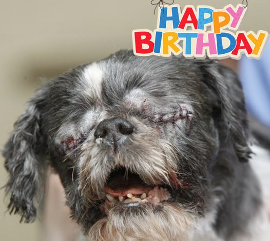 Honoring Duke’s 13th Birthday: A Joyful Journey of a Resilient Shih Tzu