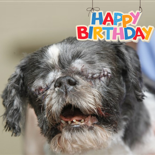 Honoring Duke’s 13th Birthday: A Joyful Journey of a Resilient Shih Tzu