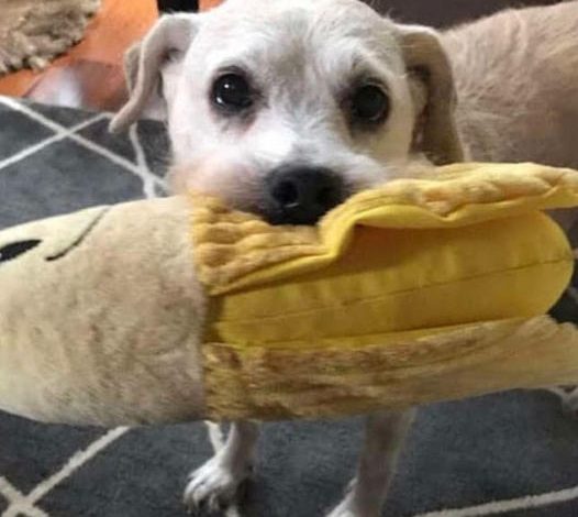 A 20-year-old dog still loves cuddling with her stuffed banana